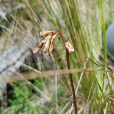 Gastrodia sp. (Potato Orchid) at Tennent, ACT - 24 Nov 2022 by BethanyDunne