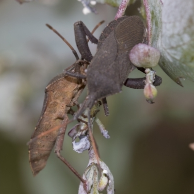 Amorbus sp. (genus) (Eucalyptus Tip bug) at Scullin, ACT - 19 Nov 2022 by AlisonMilton