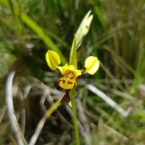 Diuris sulphurea at Tennent, ACT - suppressed