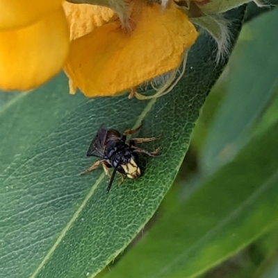 Hylaeus (Planihylaeus) daviesiae (Hylaeine colletid bee) at Acton, ACT - 9 Nov 2022 by MTranter