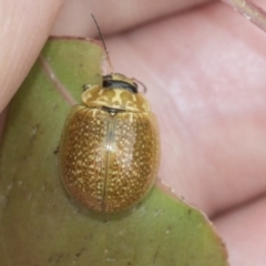 Paropsisterna cloelia at Scullin, ACT - 19 Nov 2022 01:58 PM