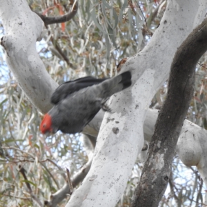 Callocephalon fimbriatum at Acton, ACT - 24 Nov 2022