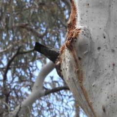 Callocephalon fimbriatum at Acton, ACT - 24 Nov 2022