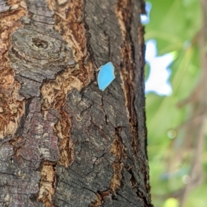 Siphanta sp. (genus) at Watson, ACT - 2 Jan 2022