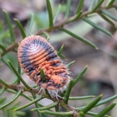 Monophlebulus sp. (genus) (Giant Snowball Mealybug) at Molonglo Valley, ACT - 22 Dec 2021 by MTranter