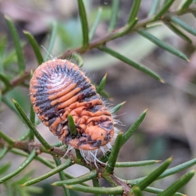 Monophlebulus sp. (genus) (Giant Snowball Mealybug) at Molonglo Valley, ACT - 22 Dec 2021 by MTranter