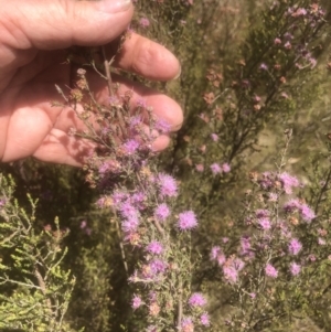 Kunzea parvifolia at Fisher, ACT - 24 Nov 2022