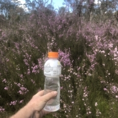 Kunzea parvifolia at Fisher, ACT - 24 Nov 2022