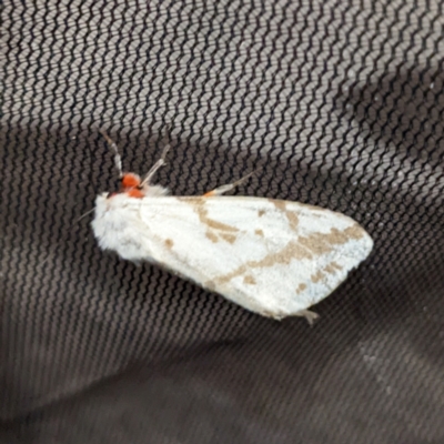 Ardices canescens (Dark-spotted Tiger Moth) at Kambah, ACT - 24 Nov 2022 by HelenCross