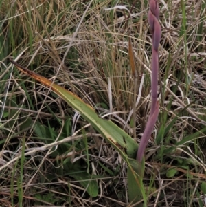 Thelymitra alpina at Dry Plain, NSW - 19 Nov 2022