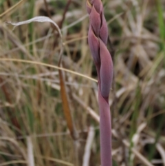 Thelymitra alpina at Dry Plain, NSW - 19 Nov 2022