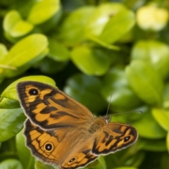 Heteronympha merope (Common Brown Butterfly) at Penrose, NSW - 18 Nov 2022 by Aussiegall