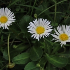 Brachyscome decipiens (Field Daisy) at Dry Plain, NSW - 19 Nov 2022 by AndyRoo