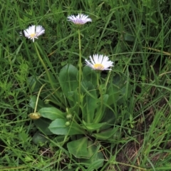 Brachyscome decipiens at Dry Plain, NSW - 19 Nov 2022