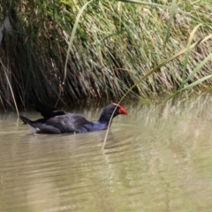 Porphyrio melanotus (Australasian Swamphen) at Conder, ACT - 24 Nov 2022 by RodDeb