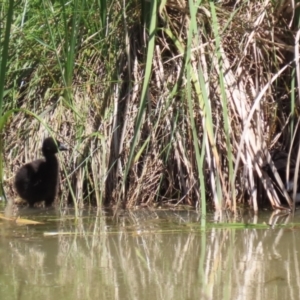 Porphyrio melanotus at Conder, ACT - 24 Nov 2022