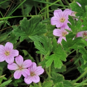 Geranium antrorsum at Dry Plain, NSW - 19 Nov 2022 12:39 PM