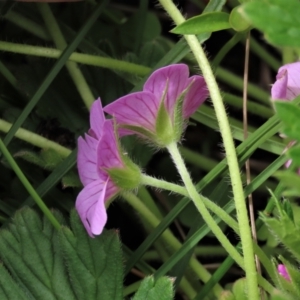 Geranium antrorsum at Dry Plain, NSW - 19 Nov 2022