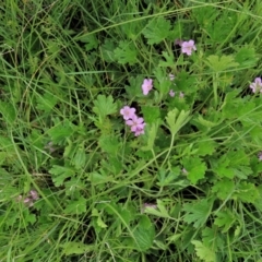 Geranium antrorsum at Dry Plain, NSW - 19 Nov 2022 12:39 PM