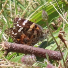 Vanessa kershawi (Australian Painted Lady) at Conder, ACT - 24 Nov 2022 by RodDeb