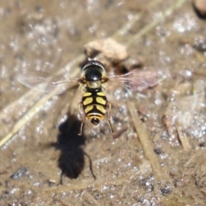 Melangyna viridiceps at Conder, ACT - 24 Nov 2022 12:32 PM