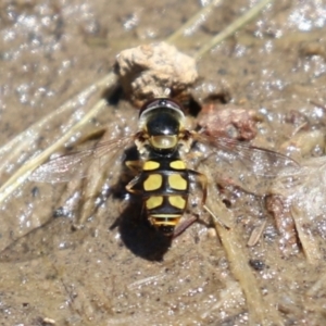 Melangyna viridiceps at Conder, ACT - 24 Nov 2022 12:32 PM