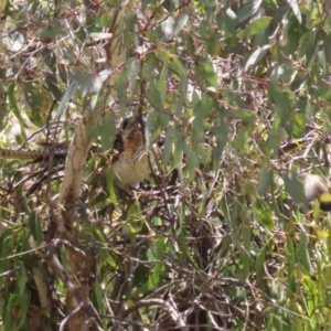 Eudynamys orientalis at Conder, ACT - 24 Nov 2022