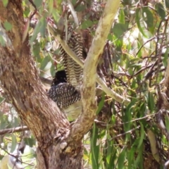 Eudynamys orientalis at Conder, ACT - 24 Nov 2022