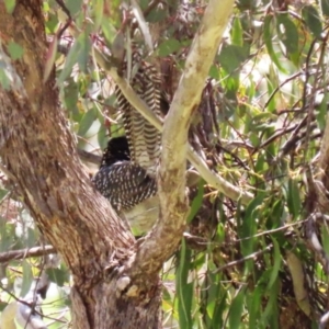 Eudynamys orientalis at Conder, ACT - 24 Nov 2022 12:50 PM