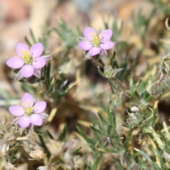 Spergularia rubra at Conder, ACT - 24 Nov 2022