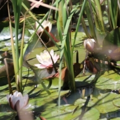 Nymphaea sp. (Waterlily) at Conder, ACT - 24 Nov 2022 by RodDeb