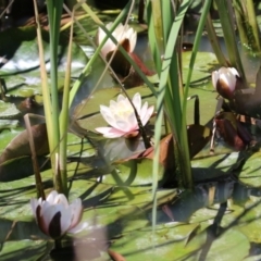 Nymphaea sp. at Conder, ACT - 24 Nov 2022 12:53 PM