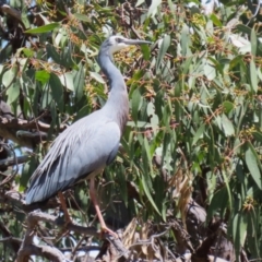 Egretta novaehollandiae at Conder, ACT - 24 Nov 2022 12:37 PM