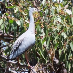 Egretta novaehollandiae at Conder, ACT - 24 Nov 2022 12:37 PM