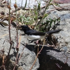 Rhipidura leucophrys at Conder, ACT - 24 Nov 2022