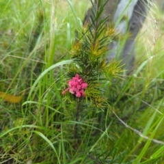 Grevillea sp. (Grevillea) at Hackett, ACT - 13 Oct 2022 by mareehill