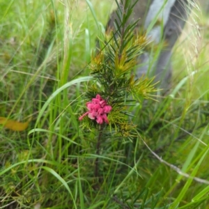 Grevillea sp. at Hackett, ACT - 13 Oct 2022