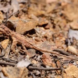 Rankinia diemensis at Cotter River, ACT - 24 Nov 2022