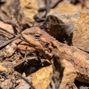 Rankinia diemensis at Cotter River, ACT - 24 Nov 2022