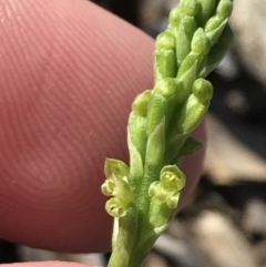 Microtis parviflora at Garran, ACT - 28 Oct 2022