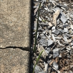 Microtis parviflora at Garran, ACT - 28 Oct 2022