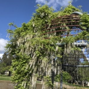 Wisteria sinensis at Phillip, ACT - 28 Oct 2022 09:44 AM