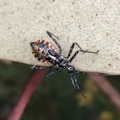 Reduviidae (family) (An assassin bug) at Garran, ACT - 26 Oct 2022 by Tapirlord