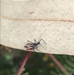 Reduviidae (family) at Garran, ACT - 26 Oct 2022 12:03 PM