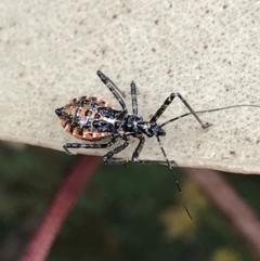 Reduviidae (family) at Garran, ACT - 26 Oct 2022 12:03 PM