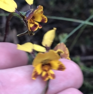 Diuris semilunulata at Jerrabomberra, ACT - 22 Oct 2022