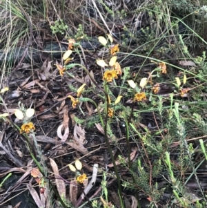 Diuris semilunulata at Jerrabomberra, ACT - 22 Oct 2022