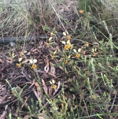 Diuris semilunulata at Jerrabomberra, ACT - 22 Oct 2022