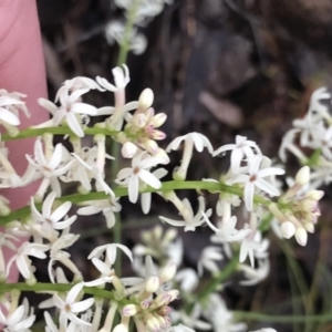 Stackhousia monogyna at Farrer, ACT - 22 Oct 2022