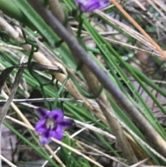 Thysanotus patersonii (Twining Fringe Lily) at Farrer, ACT - 22 Oct 2022 by Tapirlord